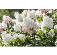 Syrenhortensia med vita och rosa blommor i trädgården.