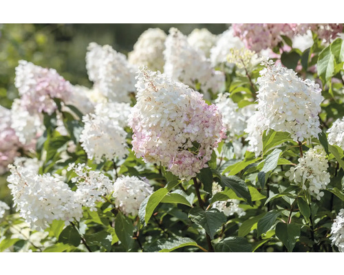 Syrenhortensia med vita och rosa blommor i trädgården.