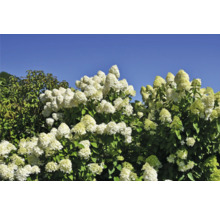 Syrenhortensior med frodiga blomställningar mot en blå himmel