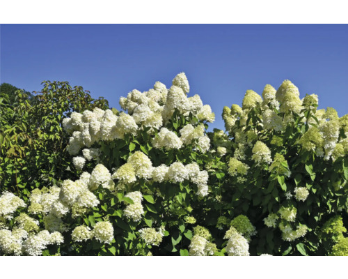 Syrenhortensior med frodiga blomställningar mot en blå himmel