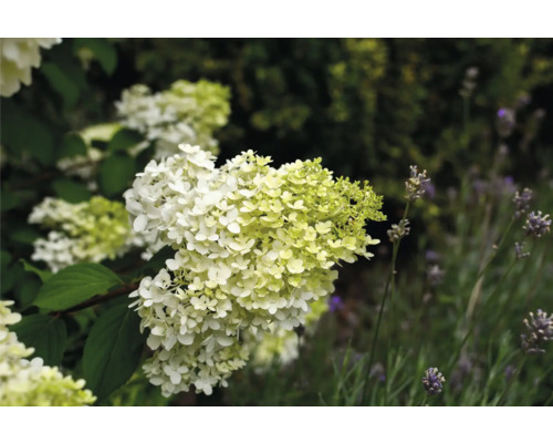 Trädgård med vipphortensia