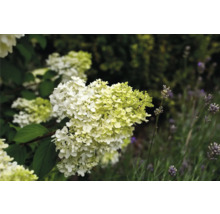 Syrenhortensia i trädgården