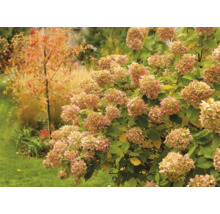 Trädgård med blommande hortensior