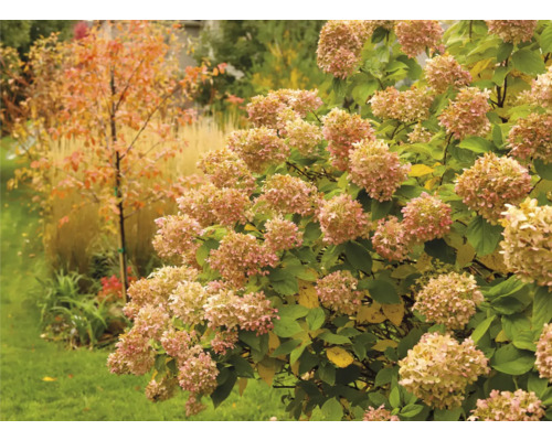Trädgård med blommande hortensior