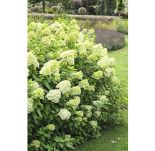 Hortensiabuske i trädgård med vita blommor