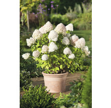 Syrenhortensia i en kruka i trädgården