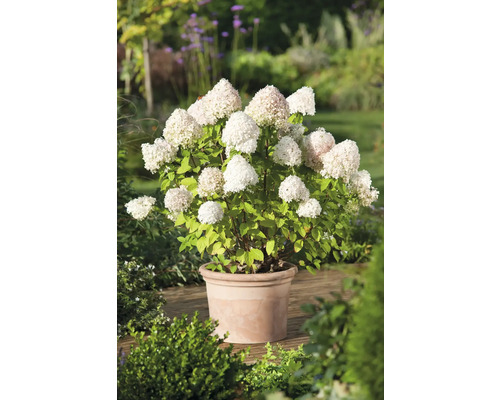Vipphortensia OMNIA GARDEN Hydrangea paniculata 'Limelight' 5-pack Syrenhortensia i en kruka i trädgården