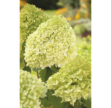 Trädgård med vipphortensia