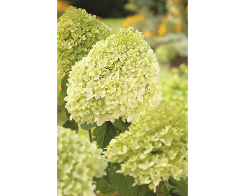 Trädgård med vipphortensia