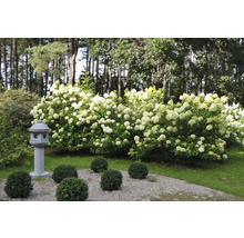 Scen med blommande hortensiabuskar, japansk stenlykta och buxbom i trädgården