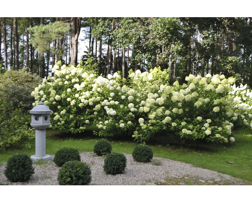 Scen med blommande hortensiabuskar, japansk stenlykta och buxbom i trädgården