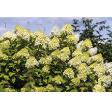 Syrenhortensia med konformade blomställningar och gröna blad