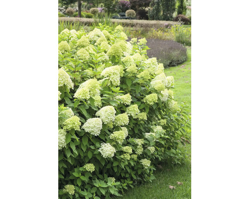 Hortensiabuske i trädgården med vita blommor