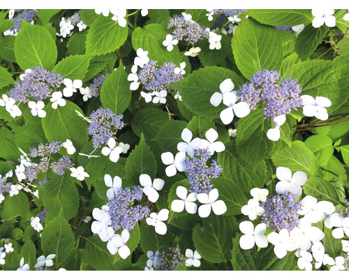 Närbild av en flockhortensia med vita blommor och lila blomställningar