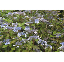 Syrenhortensia med blå och vita blommor
