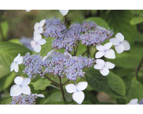 Närbild av en flockhortensia med blå och vita blommor