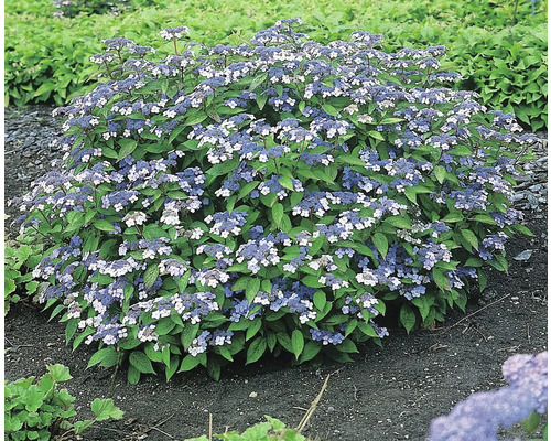 Blommande Sköldhortensia i trädgårdsrabatt