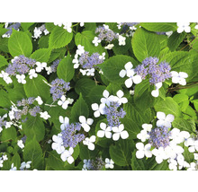 Närbild av en tallrikshortensia med vita och lila blommor
