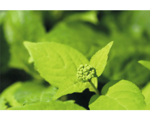 Närbild av en hortensia med gröna blad och blomknoppar