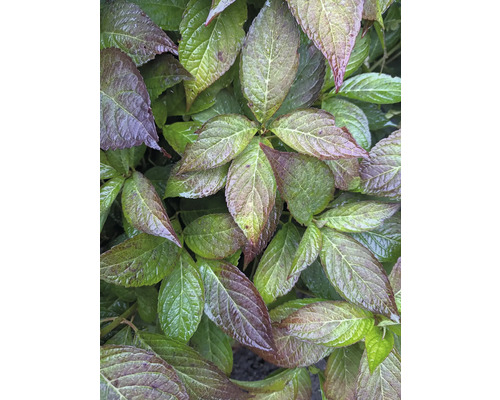 Närbild av hortensiablad