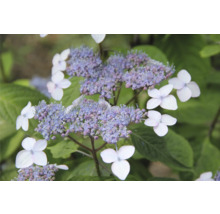 Närbild av en flockhortensia med vita kantblommor och violetta innerblommor.