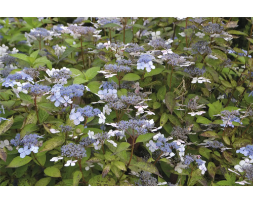 Trädgårdshortensia med blålila och vita blommor och gröna blad.