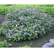 Klothortensia med blå och vita blommor i trädgården