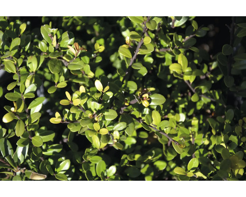 Myrtenbuske med små, runda blad