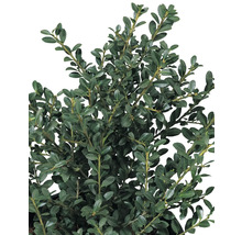 Buxbom i kruka med gröna blad