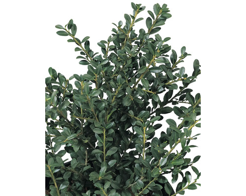 Städsegrön buxbom med små blad