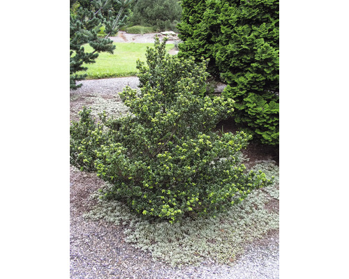 Japansk järnek OMNIA GARDEN Ilex crenata DARK GREEN ('Icoprins11') 10-pack Buxbom i trädgården