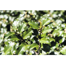Järnekkvist med blad och blomknoppar