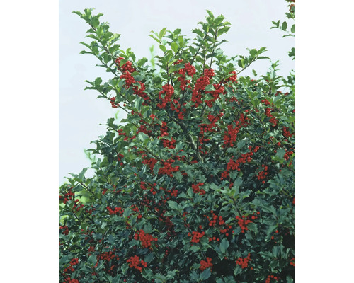 Järnek med röda bär och gröna blad