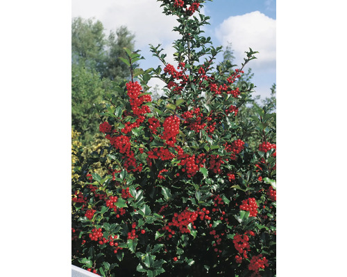 Järnek med röda bär och gröna blad i trädgården
