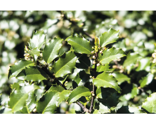 Närbild av järnekblad och blommor
