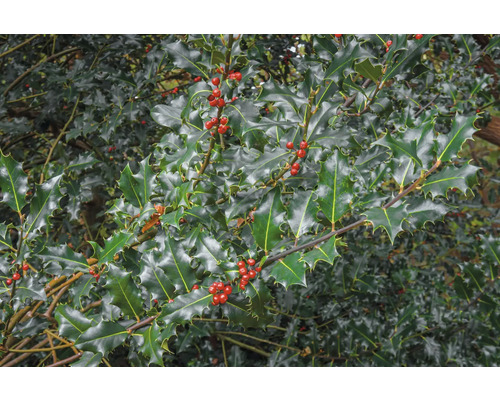 Järnekbuske med röda bär och taggiga blad