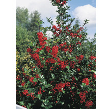 Järnek med röda bär och gröna blad