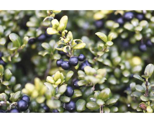 På bilden visas järneksträd med bär.