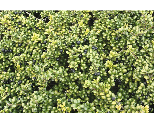 Städsegrön buxbom med bär