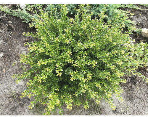 Buxbom i trädgårdsrabatten