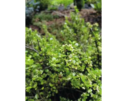 Blommande buxbom i trädgården