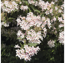 Blommor av en Kolkwitzia i detalj