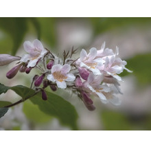 Blommande gren med fina blommor och knoppar