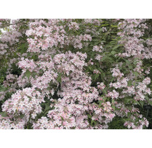 Blommande Deutzia buske i trädgården.