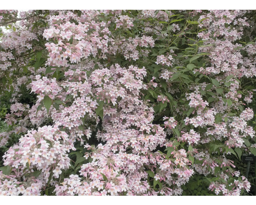 Blommande Deutzia buske i trädgården.