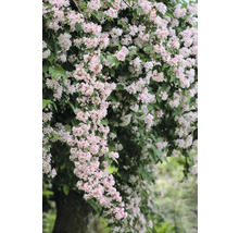 Deutzia med delikata blommor