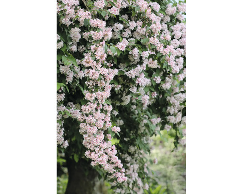 Deutzia med delikata blommor
