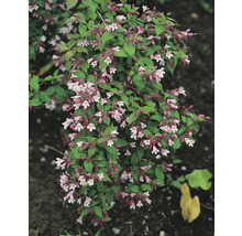 Blommande abelia med blad i trädgården