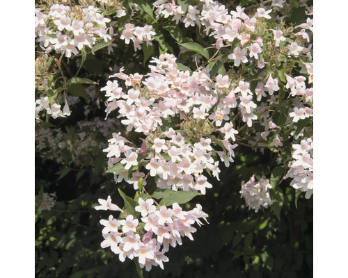 Blommande buske med många små blommor