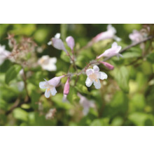 Närbild av blommor från skönhetsklocka